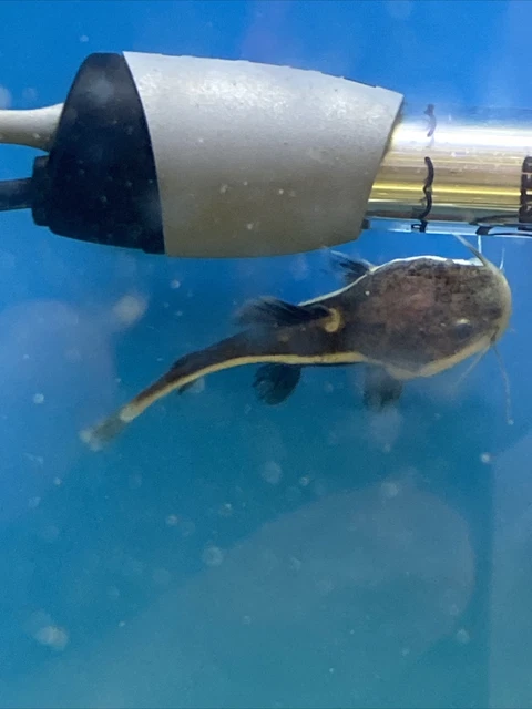 Live Redtail Catfish (around 2 inch fresh water Aquarium Fish) *PLS READ DESCR* 2