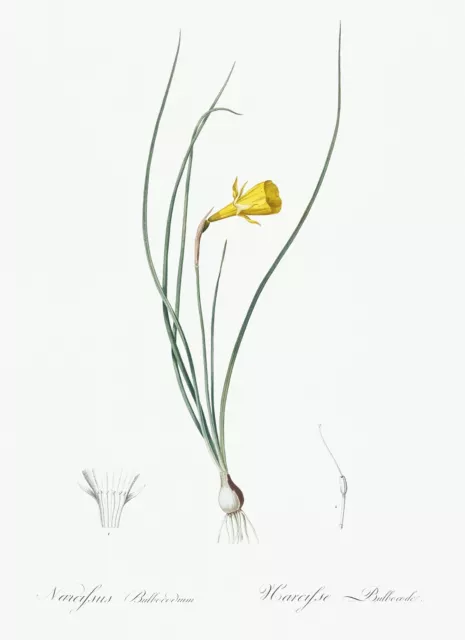 Daffodil Lily Les Liliacees by Pierre Joseph Redouté Print Repro