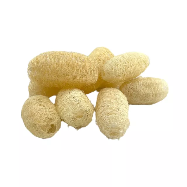 Loofah Luffa 5 pcs 3in Bath Shower Sponge Body Natural Spa and Scrubber