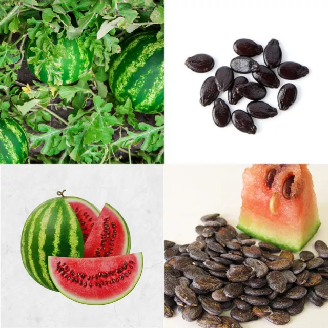 Watermelon Seeds, Citrullus Lanatus, All  Sweet, Variety Sizes FREE SHIPPING NEW