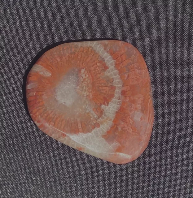HORN CORAL UNPOLISHED Pre Form Cabochon Colorful Patterns 5.7 Grams or ...