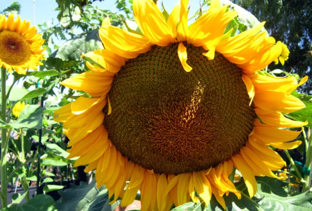 SUNFLOWER  "Mongolian Giant"  25 Seeds 2