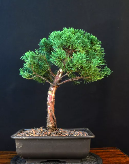 Bonsai Chinesischer Wacholder Juniperus Chinensis Outdoor 3