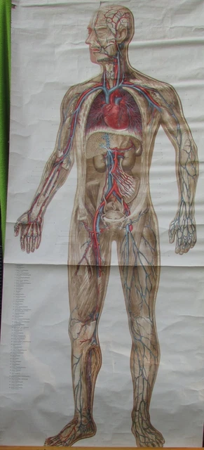 Große Karte alte Rollkarte Anatomie Mensch Blutkreislauf vintage 50er Jahre