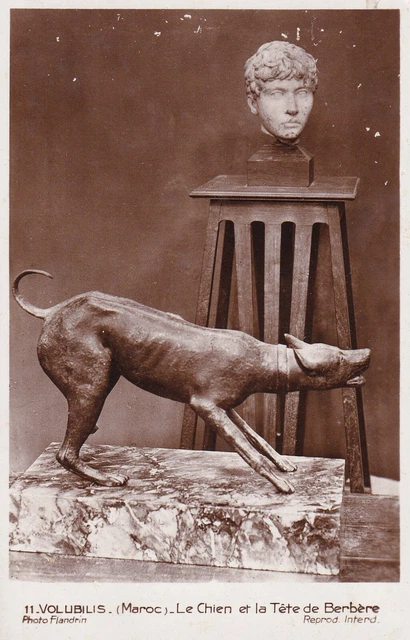 Antique postcard MOROCCO VOLUBILIS chien Berber head