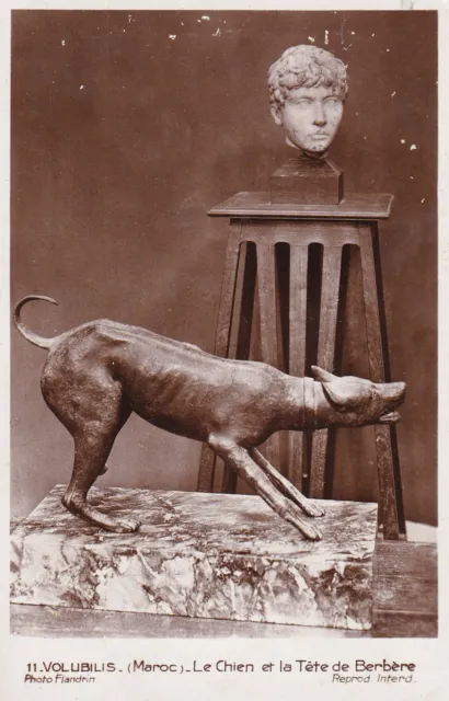 Carte postale ancienne postcard MAROC MOROCCO VOLUBILIS chien tête de berbère