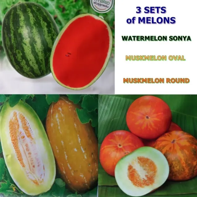 Set of 3 pack Melon Seeds, Chia Tai Home Garden Brand Thai Vegetable seeds