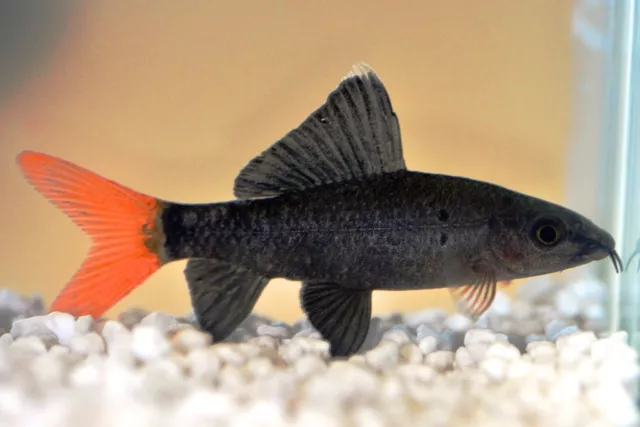 Tropical black best sale shark