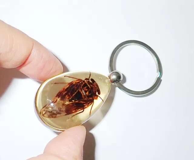 Grass Cicada Mogannia hebes Insect Specimen Key Ring SK09A Amber Clear