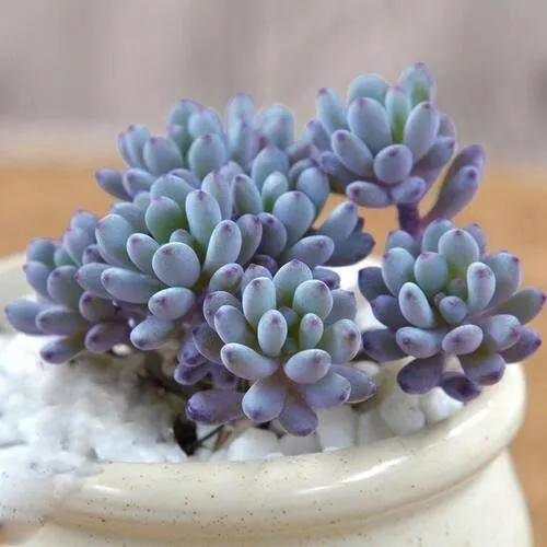 Bluebean *Cutting* 1cm diameter 🏵 Succulent