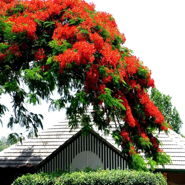 30 Graines D’Arbre Flamboyant (Delonix Regia) – Pour Jardin Exotique, Croissance Facile – Idéal Débutants Et Jardiniers Confirmés