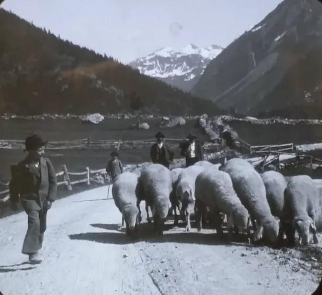 A Mountain Shepherd and His Flock, Switzerland, Magic Lantern Glass Photo Slide