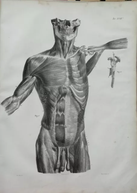 Francesco Bertinatti, grande tavola di anatomia, corpo muscoli 1839