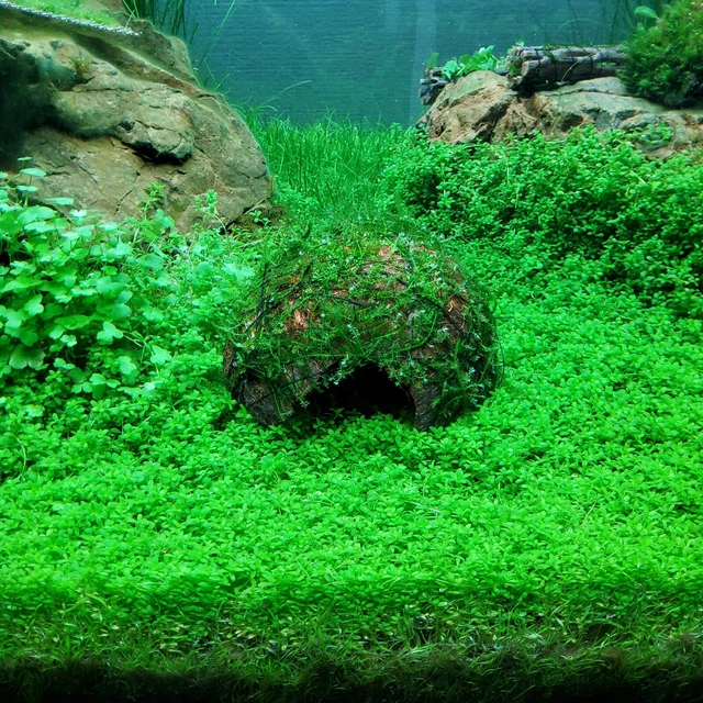 Creeping Moss-Vesicularia Sp -Coconut Shrimp Breeding Cave- Aquarium Plant -Deco