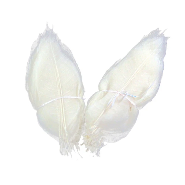 100 piezas Marcador de Flores Prensadas Hojas Esqueléticas Naturales Blanco