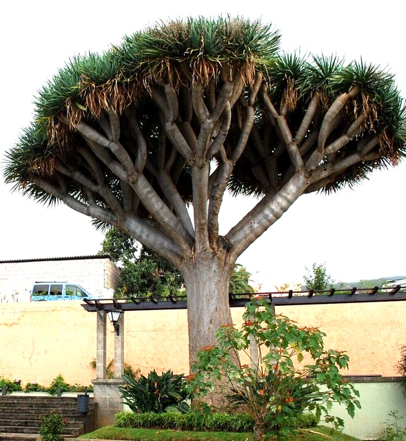 10 Semi Di Dracaena Draco - Albero Sangue Di Drago Raro Per Bonsai - Foto 7