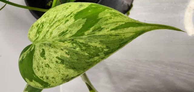 Philodendron 'Variegated Heart Leaf' CS25