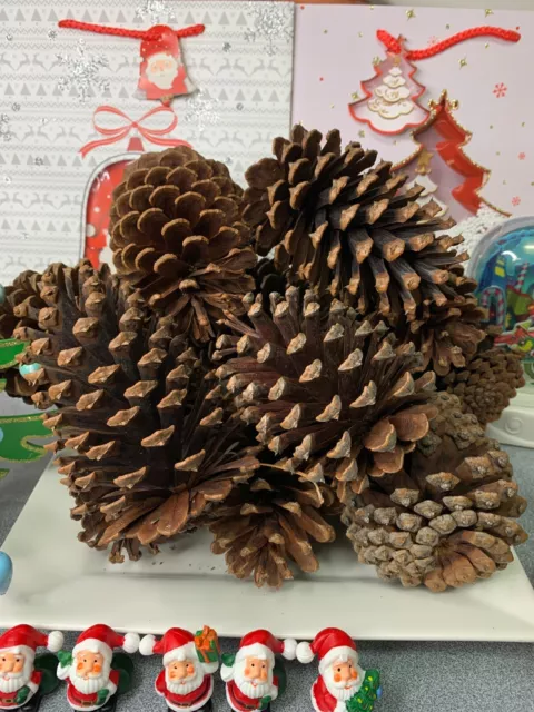 ASSORTED REAL Pine Cones Christmas Weddings tables Decorations