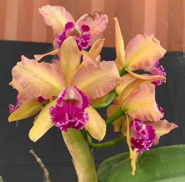 RON Cattleya Orchid Special Quality Div Rlc. Deception Penny 'David' TALL PLANT!