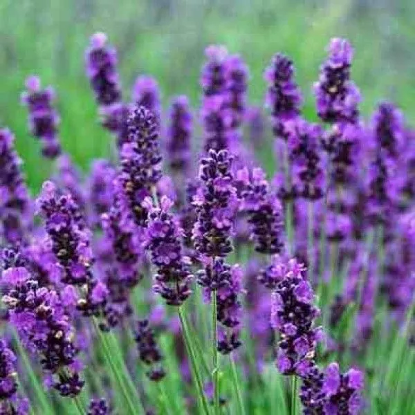 Lavender Lavendula Angustifolia Hidcote Blue 0.4 Gm ~ 400 Seeds 2