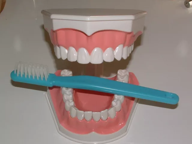 Dental Zahnarzt Zahntechnik Modell Schaumodell Zahnbürste