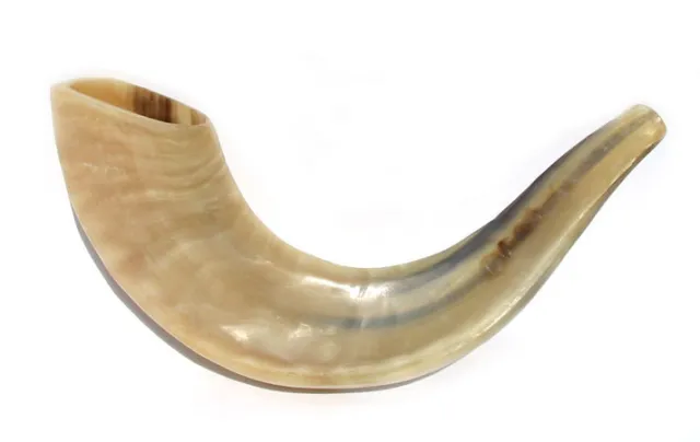 Kosher Polished Ram's Horn Shofar Size 11"-12"