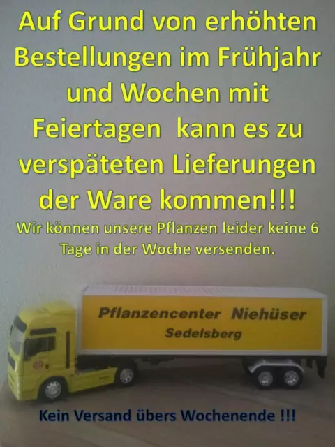 Vitis vinifera  Einset Seedless kernlos Weinrebe Tafeltraube Weintraube Winzer 5