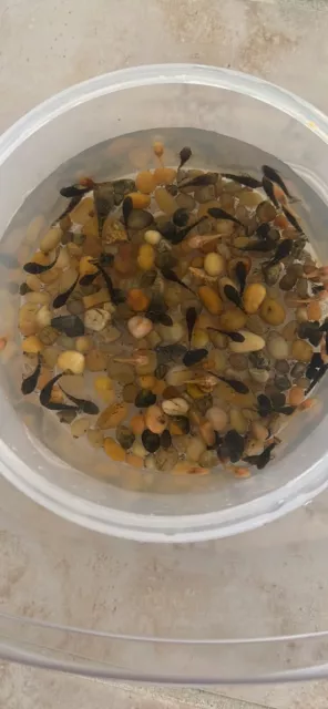 bristlenose pleco live mixed (calico/ albino/ reds)