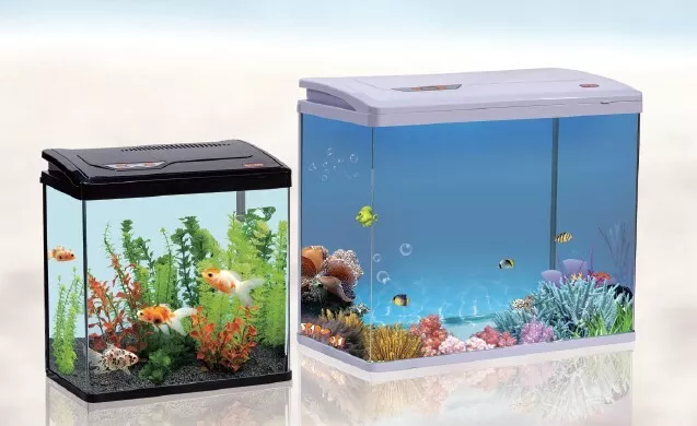 ALL sizes MARIMO MOSS BALLS Cladophora live aquarium plant fish tank shrimp  nano