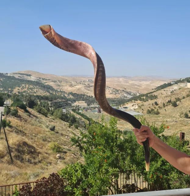 Huge Kudu Horn Yemenite Jewish  Shofar Half Polished 48-50 Inches (122-128 Cm)