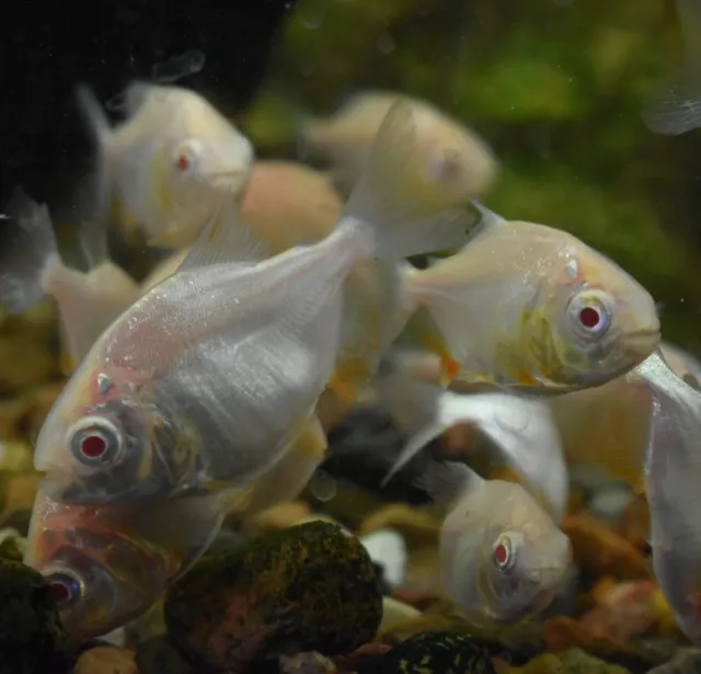 Live Albino Pacu (2.5" Juvenile Freshwater Aquarium Fish) PLS READ DESCR 3