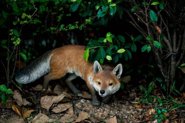 26.5" L Fox Prowling Resin Garden Statue Home Garden Decor Yard Animal Sculpture