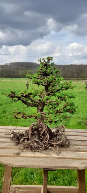 Bonsai Outdoor winterhart Lärche