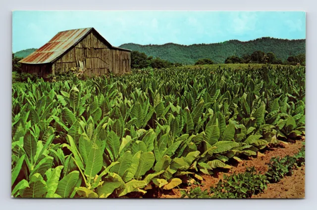 Vintage c1966 Scenic Farm Tobacco Ready For Harvest Postcard