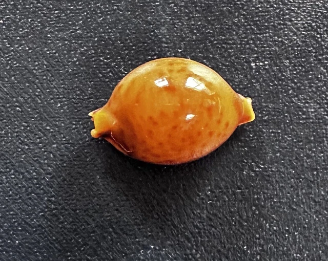 COQUILLAGE CYPRAE PUSTULARIA Sphaeridium 22.2 mm F+++/Gem Queensland ...