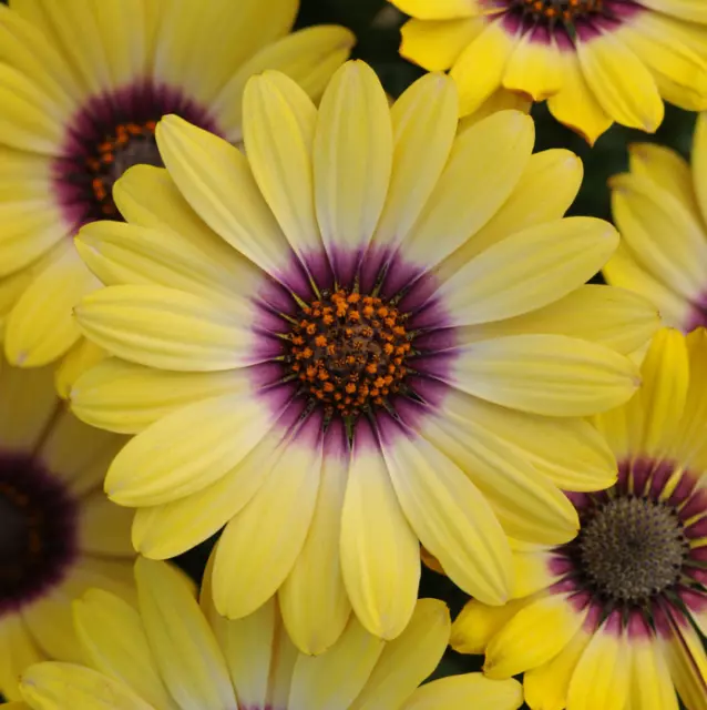 10/20/50/100/200 PCS Seeds Gerbera Jamesonii Fantastic Annual 'Blue-eyed Beauty'