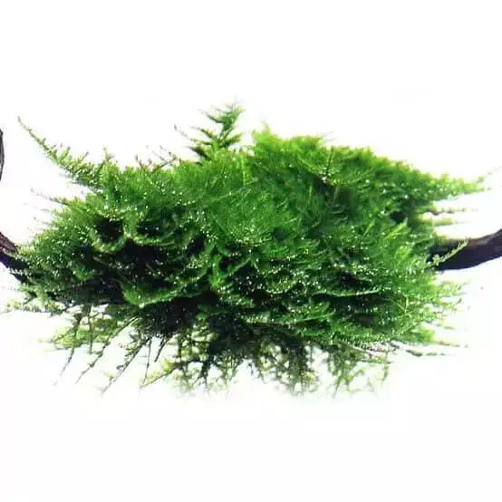 Christmas Moss For Fish Shrimp Tank Aquarium