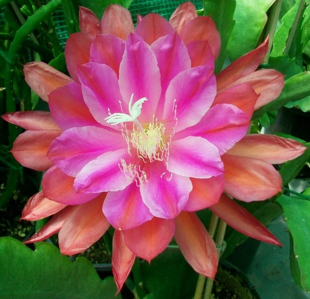 EPIPHYLLUM MARMALADE PUNCH Cutting £8.59 PicClick UK