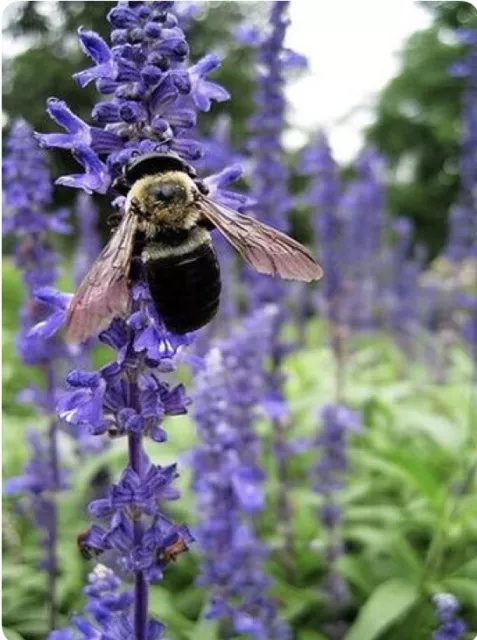 200+ Hyssop Seeds-Hyssopus officinalis -Medicinal And culinary herb.