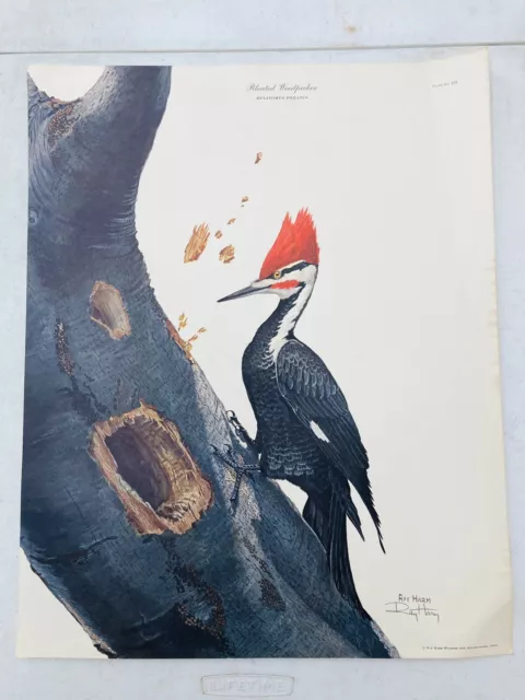 VTG‼ Ray Harm Pileated Woodpecker 1966 Wildlife Art Lithograph Print 16"x20"•VG‼