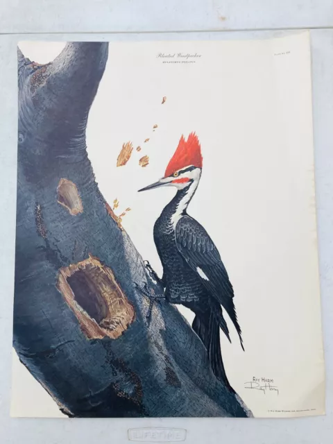 VTG‼ Ray Harm Pileated Woodpecker 1966 Wildlife Art Lithograph Print 16"x20"•VG‼ VTG‼ Ray Harm Pileated Woodpecker 1966 Wildlife Art Lithograph Print 16"x20"•VG‼