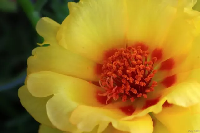 100 YELLOW PORTULACA Grandiflora / MOSS ROSE Gold Flower Seeds *Comb S/H