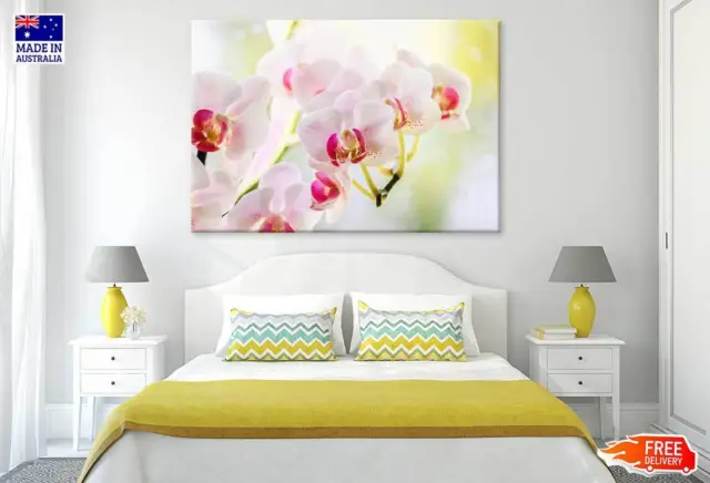 White Pink Orchid Flowers View Wall Canvas Home Decor Australian Made Quality