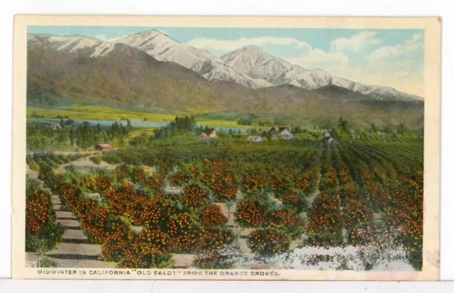 Midwinter in California, "OLD BALDY" from Orange Groves, Los Angeles CA Postcard