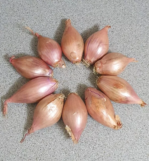 Big Red Shallots Onion 10 Bulbs Ready To Plant Harvest This Year
