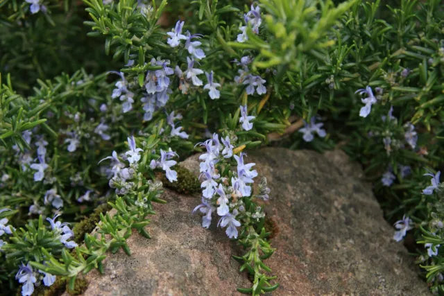 1 de Plante Rosmarinus Officinalis " Prostratus " Sin Repens (alveolino-4x4x6)