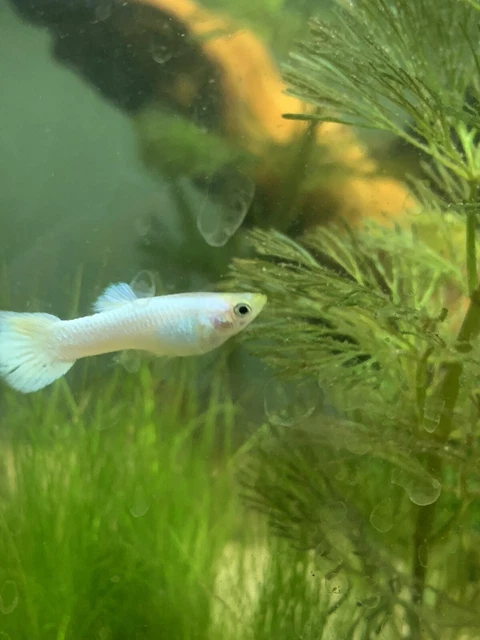 Platinum Male Guppy