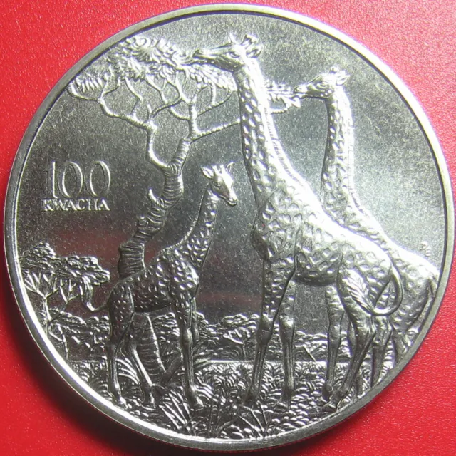 1998 ZAMBIA 100 KWACHA GIRAFFES AFRICAN WILDLIFE RARE! CU-NI 38.6mm (no silver)