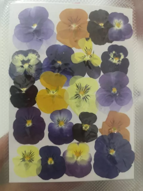 60Pcs/Lot Pressed Dried Viola Tricolor Flower Jewelry Postcard Diy Making Supply 2