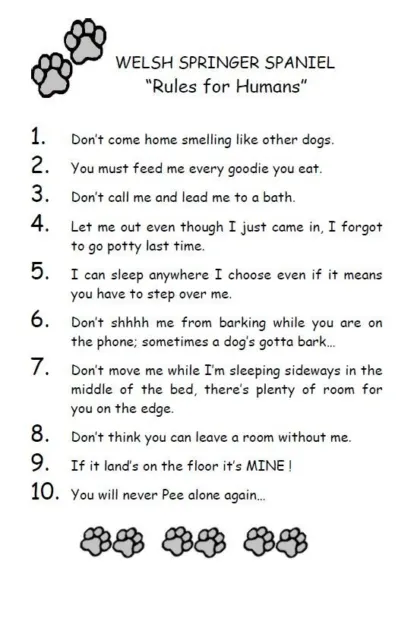 Welsh Springer Spaniel "Rules for Humans" - CUSTOM MATTED - Dog Art Print : GIFT